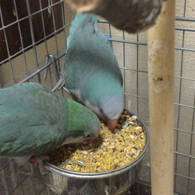 オキナとセネガルの画像