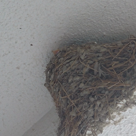 ちゅうちゅうの画像