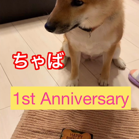 ちゃば、一歳の画像