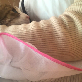 さあ、小夏さんも馴れましょう！の画像