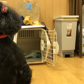 プリン編の画像