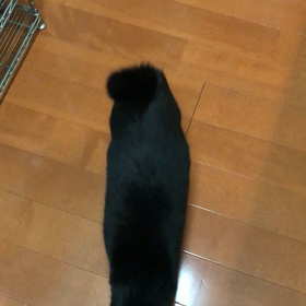 おしゃべりくっちゃんの画像