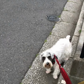 だめだ、やっぱり敵わない・・・の画像