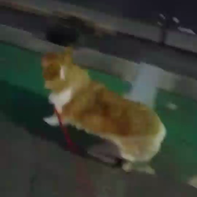 お泊まり★ミルキーちゃん、マルシェくんの画像