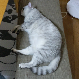 カメラ嫌いな銀次郎の画像