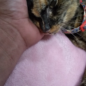 覚悟なんて無理でした。の画像
