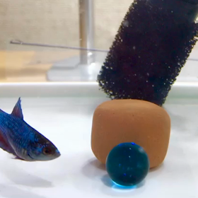 ビー玉でサッカーする熱帯魚の画像