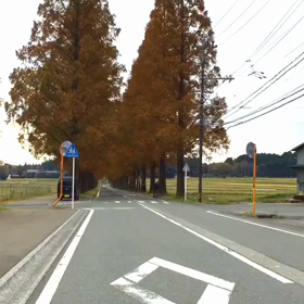 メタセコイアの並木の画像