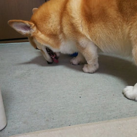 一心不乱にの画像