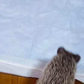 ウロウロ動画の画像