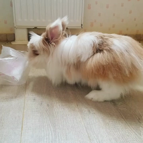 こんな遊びしますか？の画像