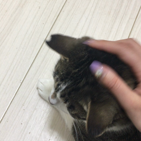 ごまちゃん急接近の画像