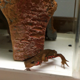 診察日でしたの画像