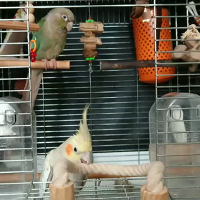 るーちゃんバックオーライ～(動画あり)の画像