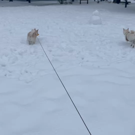 白，白，茶の画像