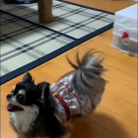 しつけ教室の宿題の画像