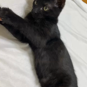 譲渡会参加猫、べべ、ニャオハの画像