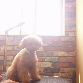 爪切りは、プロの手での画像