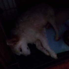 さくらの寝言 Zzzの画像