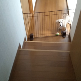 キュンキュン鳴きの画像