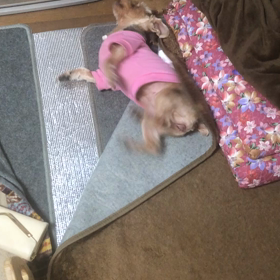 めくれるカーペットの謎の画像