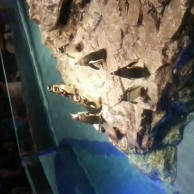 すみだ水族館@ぺんぎんさんの画像