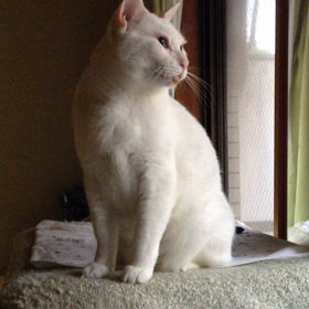 へいぼん    だけど   へいわの画像