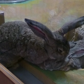 ♡うさぎさん♡の画像