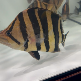 怪物ボルネオタイガー！！の画像