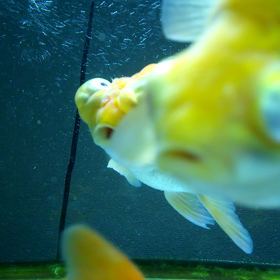 お口が閉じないの？の画像