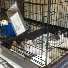 PONT通信夏の譲渡会準備！の画像