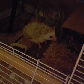 なんでこんなにかわいいのかよの画像