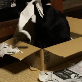 紙ギャング❣️の画像