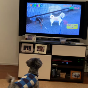 番犬むぎの画像