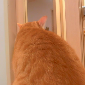 猫カフェムービーNo.75 バロンの画像