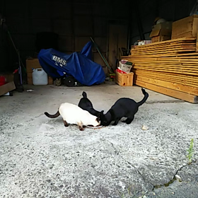 今日は猫の日の画像