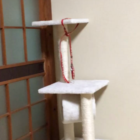 イヴ氏の運動センスがあまりにも酷い(´ω`；)の画像