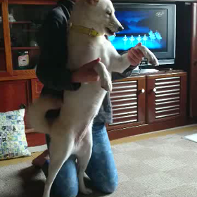 白犬の湖の画像