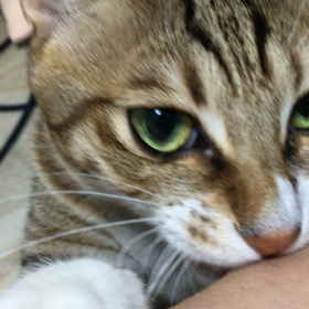 ごはんくれええぇ〜〜！の画像