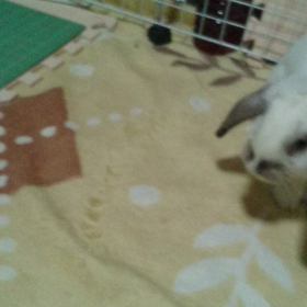 動画撮ってみたの画像