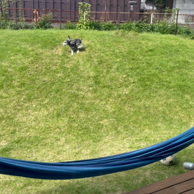 お庭遊び！の画像