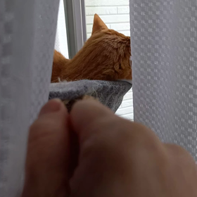 にゃにゃにゃ‼️の画像