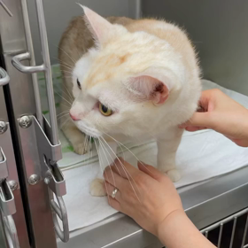 ゴウくん4の画像