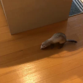 今日のシナモン  ある朝の画像