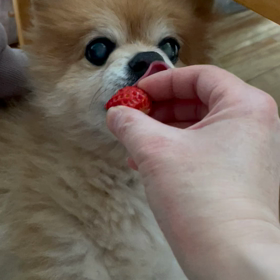 マロンの様子の画像
