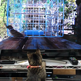 猫の為の動画(ユーチューブ)の画像