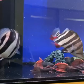 全国でレイスのダトニオが暴れまくる！！の画像