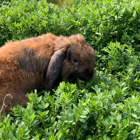 うさぎ道草を喰うの画像