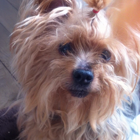 動く雲呑♪の画像