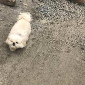 昨日の散歩の画像